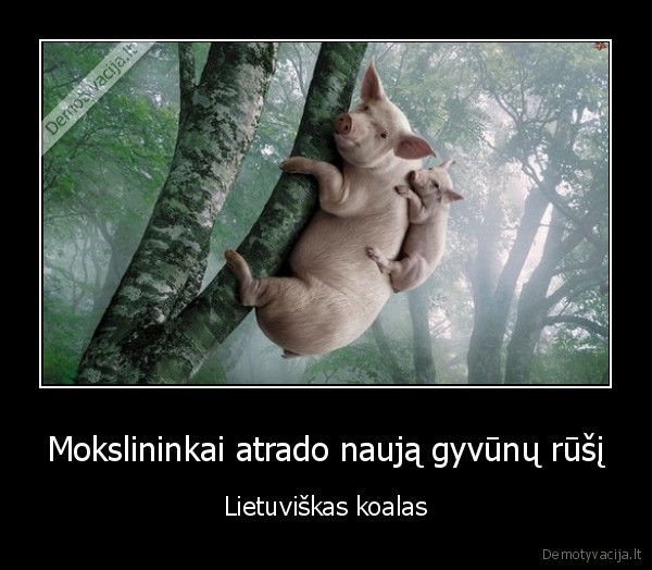 kiaules, medyje,miskas,koalos