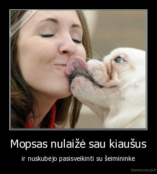 Mopsas nulaižė sau kiaušus