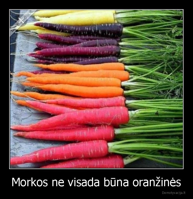 morkos,oranzines,ne,visada,spalvotos