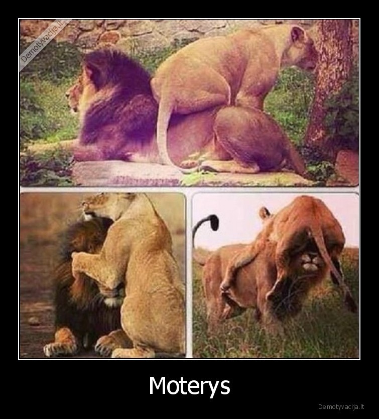 moterys,gyvunai,liutas,demesys