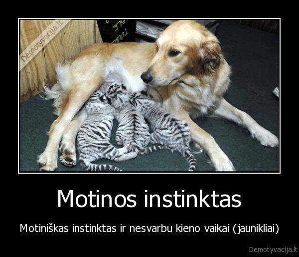 Motinos instinktas