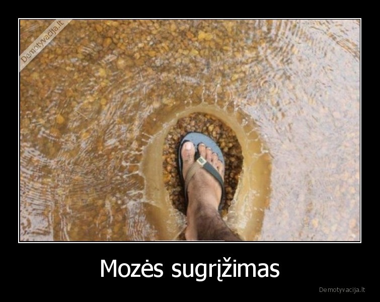 moze,grizo