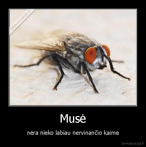 muse
