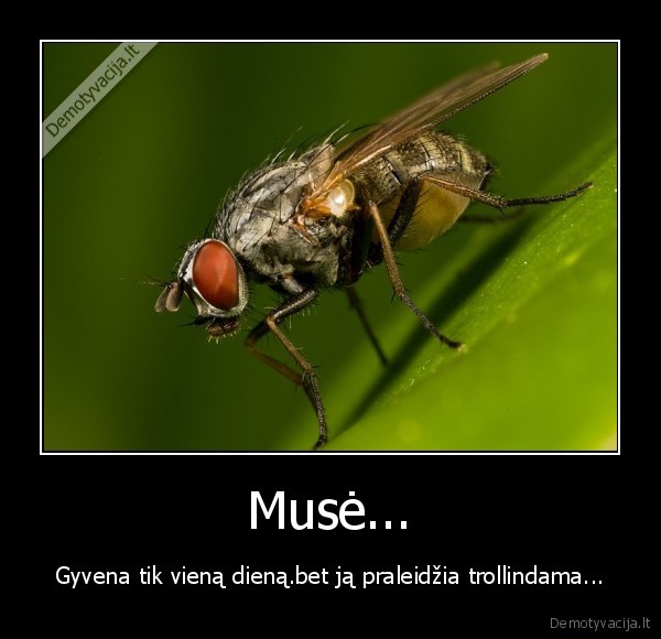 muse,trollinti,gyventi,diena