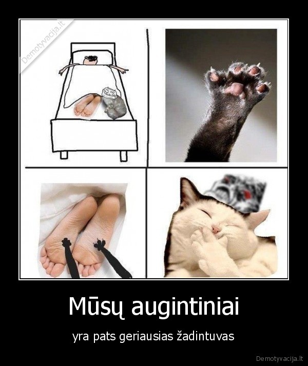 zadintuvas,augintinis