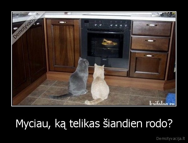 tv,katinu, televizorius,orkaite,du, katinai
