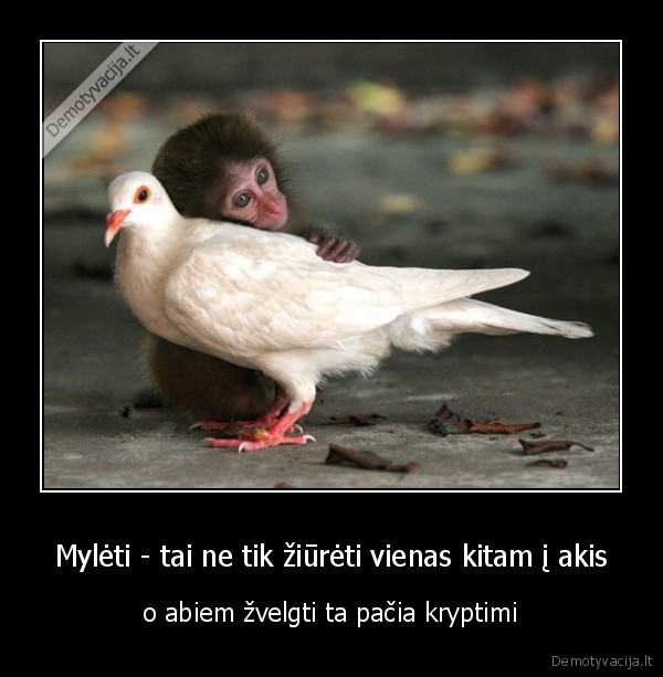monkey, bezdzione, pidgeon, karvelis, meile, antuanas, de, sent, egziuperi
