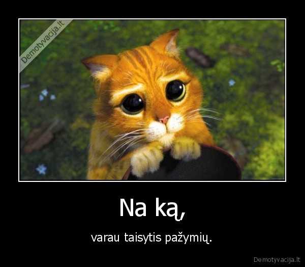 sreko,afigienas,katinas