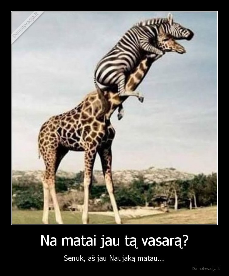 vasara,naujakas,zirafa,zebras,madagaskaras