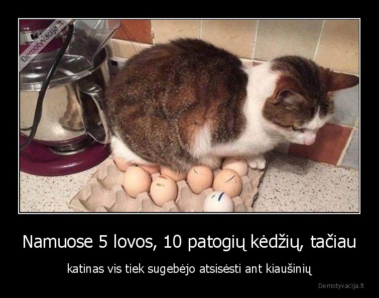 gyvunai,katinai,kiausiniai,kates,gyvunai,augintiniai