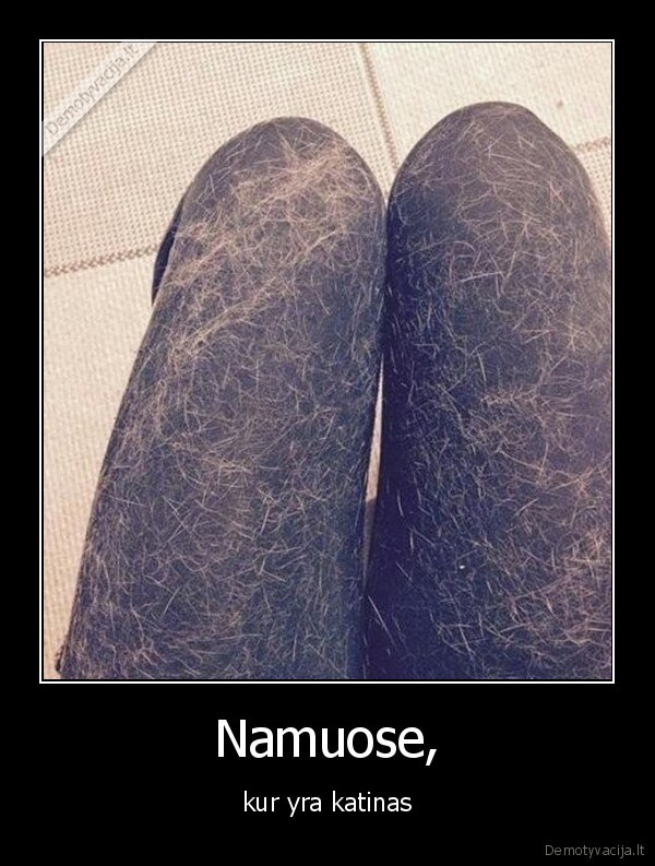 katinas,namai