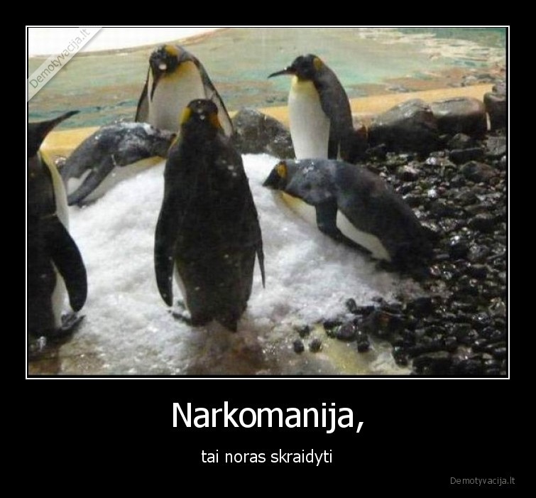 narkotikai,koksas,pingvinai,skraidyti