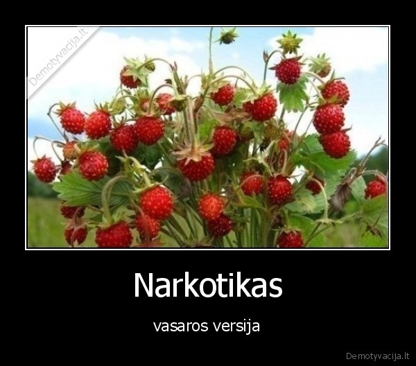 vasara,uogos,narkotikas,miskas