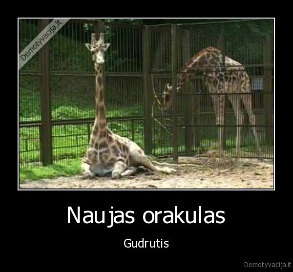 orakulas,gudrutis,spejimas,krepsinis