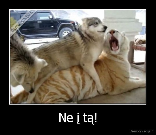 seksas,suo, mylisi,ne, ta, skylute
