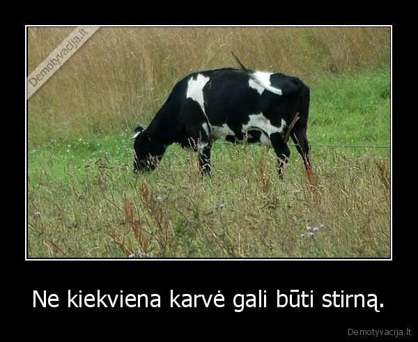 karve, stirna