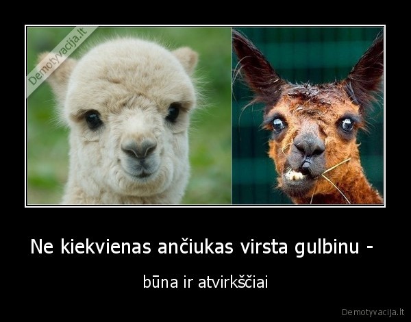 grozis