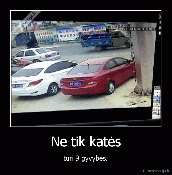 kate,katinas,vyras,masina,nukrito,skauda,fail