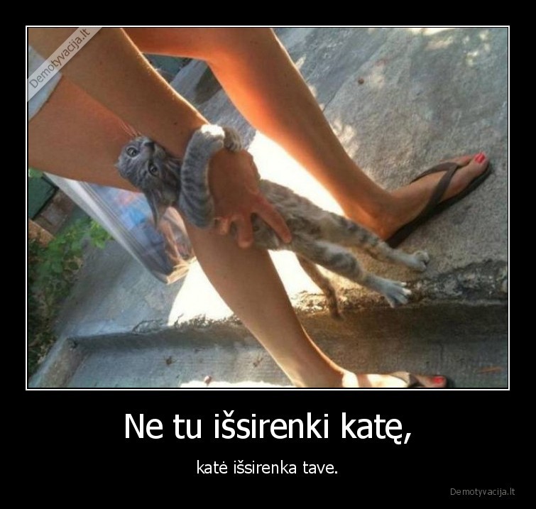 kate,katinas