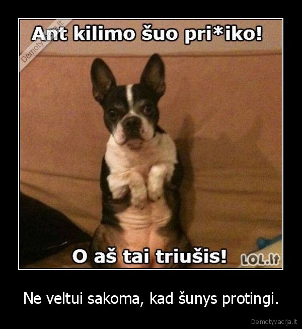 Ne veltui sakoma, kad šunys protingi.