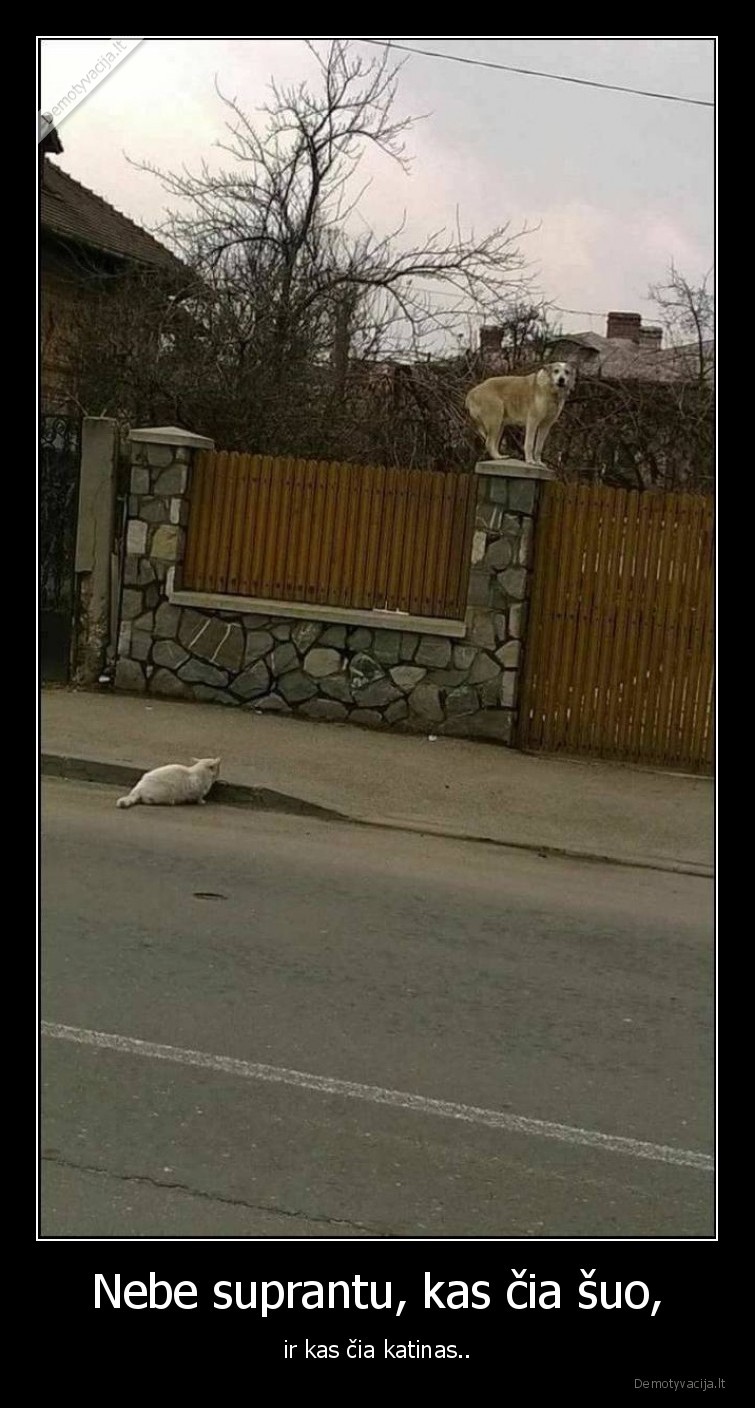 suo,katinas,nebe, suprantu,gyvunai