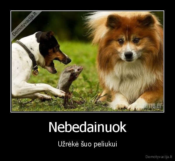 suo,peliukas,daina