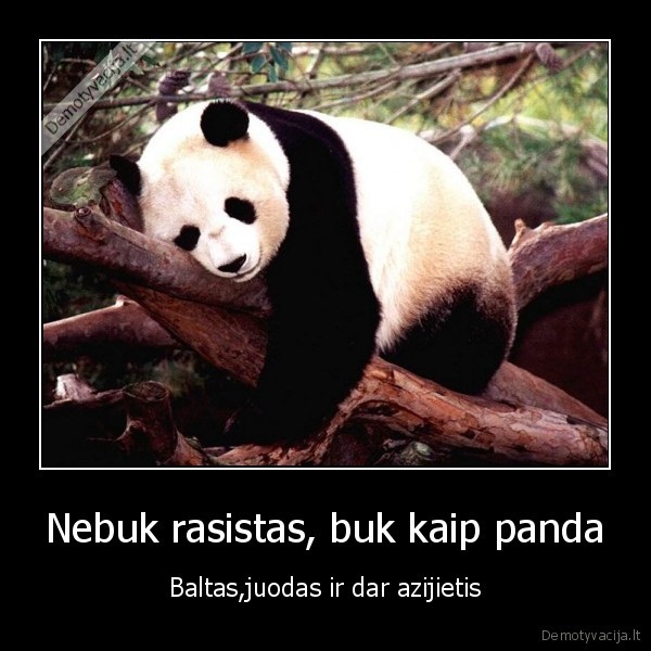 panda