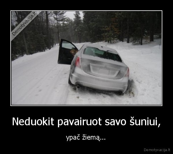 Neduokit pavairuot savo šuniui,