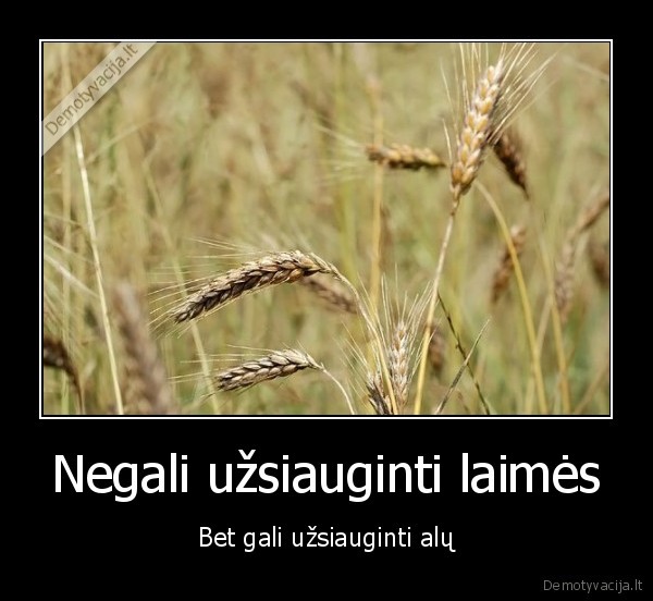alus,kvieciai,laime