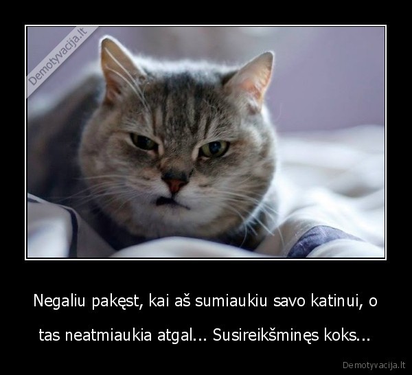 miaukimas,katinai