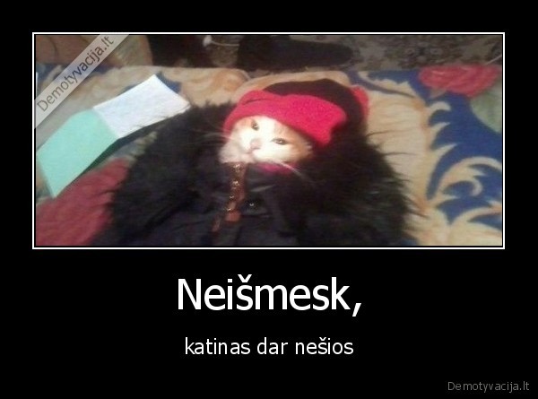 katinas,nesioti,rubai