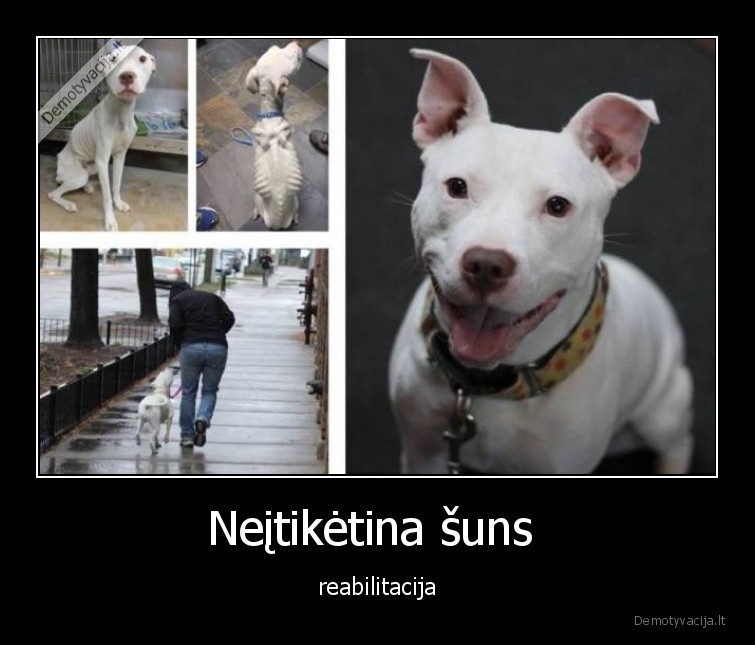 suo,reabilitacija,pries, ir, po,sunys,augintiniai,gyvunai