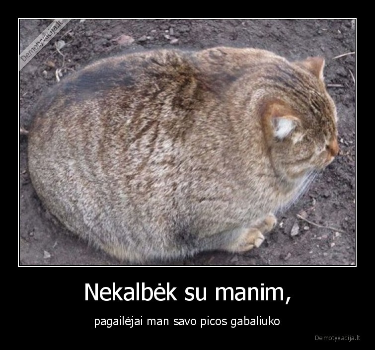 katinas,gabaliukas,storas,piktas