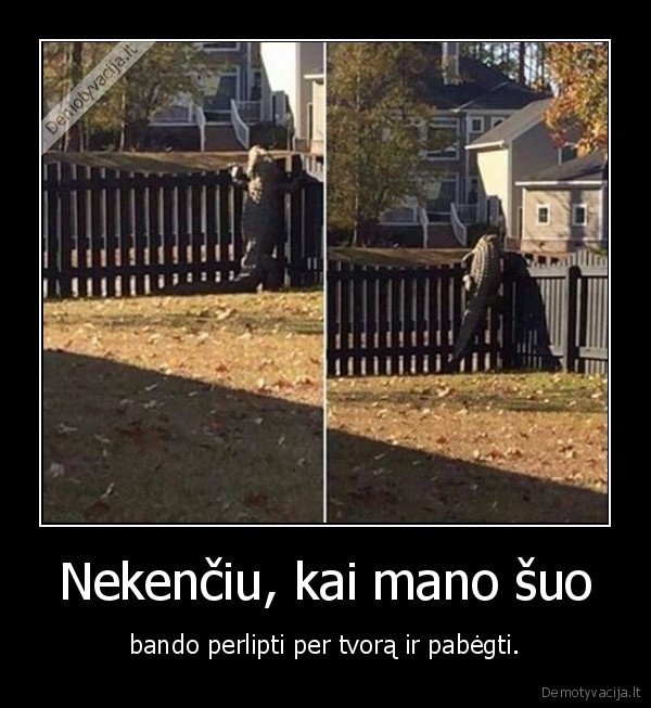 suo,krokodilas,tvora,lipa