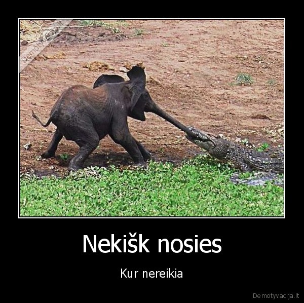 Nekišk nosies