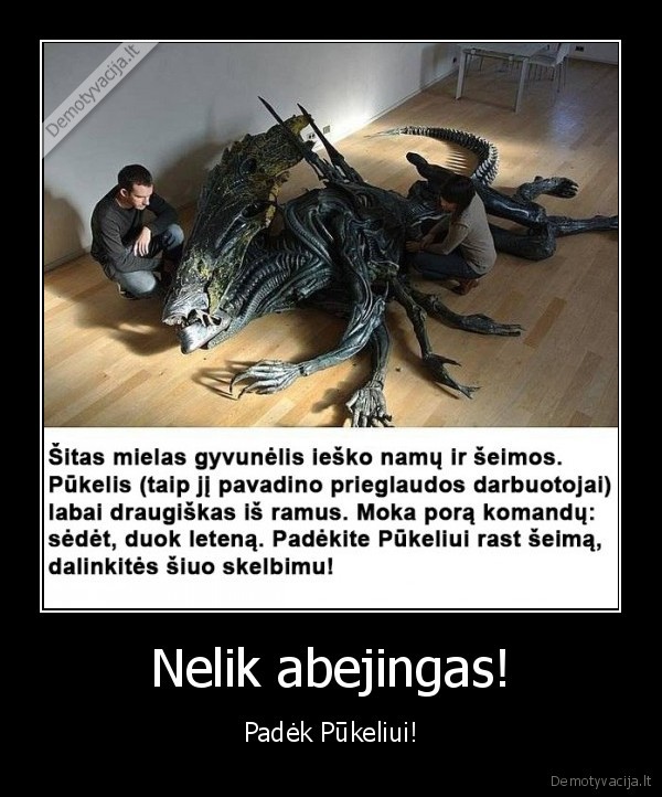 pukelis,skelbimas,gyvunelis,svetimas