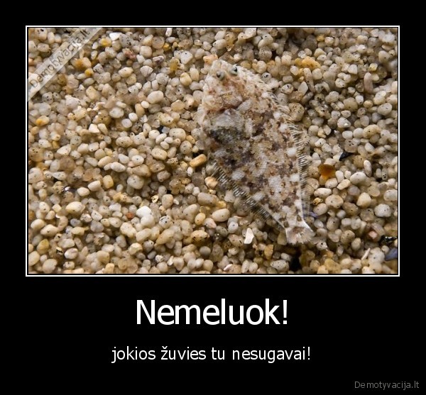 zuvis