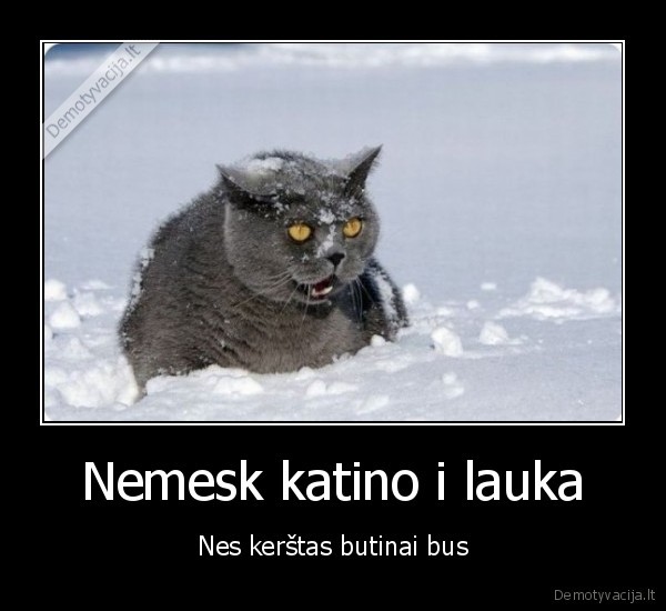 katinas,kerstas,sniegas