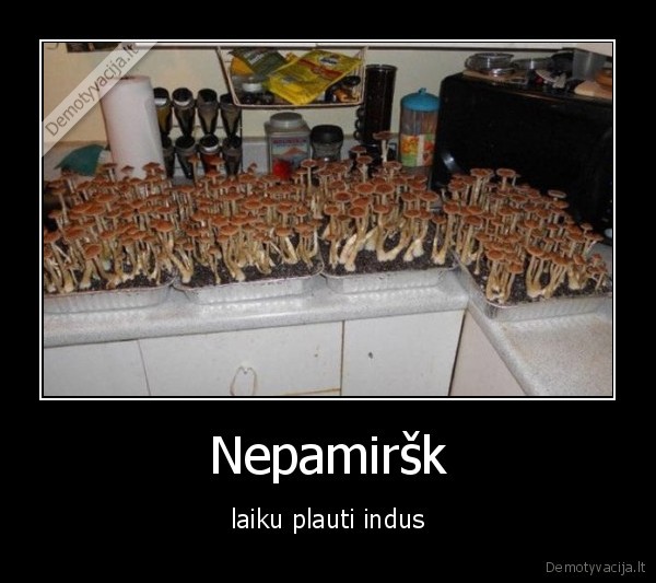indai,plauti