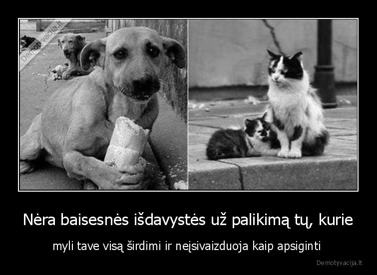 suo,kate,isdavyste
