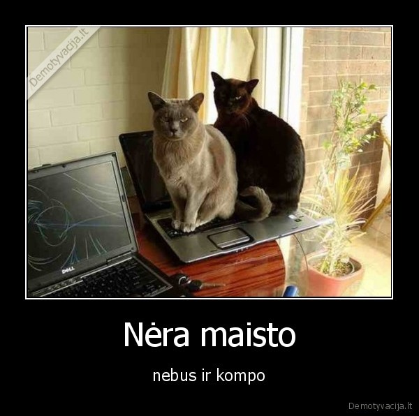 Nėra maisto