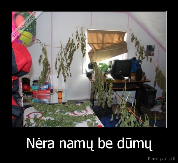 zole,kanapes,rukymas,rukymas, sveika