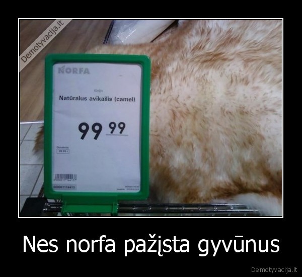 Nes norfa pažįsta gyvūnus