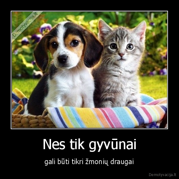 suo,kate,gyvunas,draugas,tikras, draugas