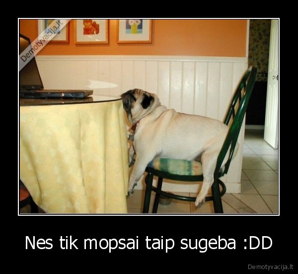 Nes tik mopsai taip sugeba :DD