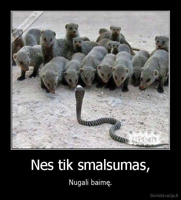kieti,tik,buriu