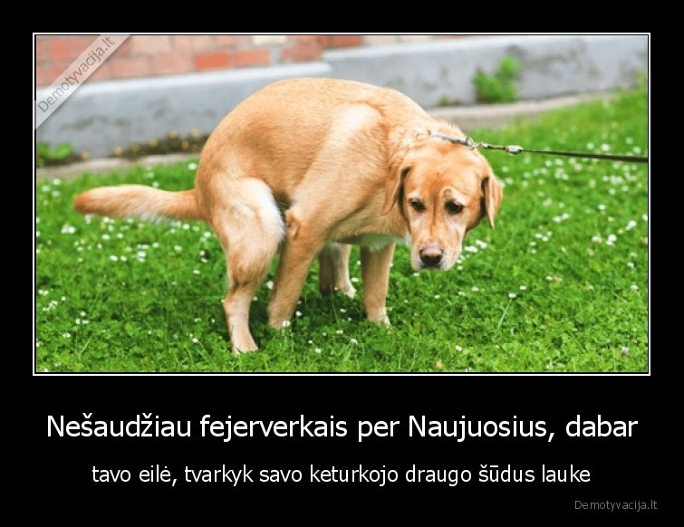 naujieji,suo,sika