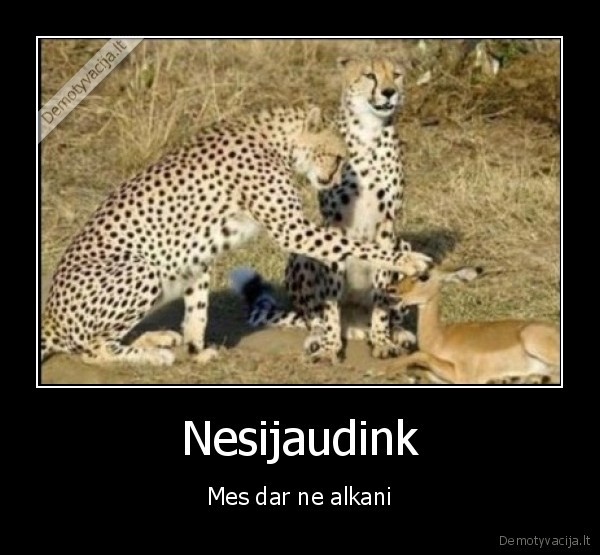gepardas,gazele