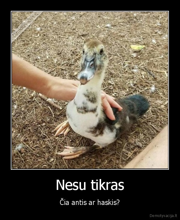 snapas,suo,pauksti
