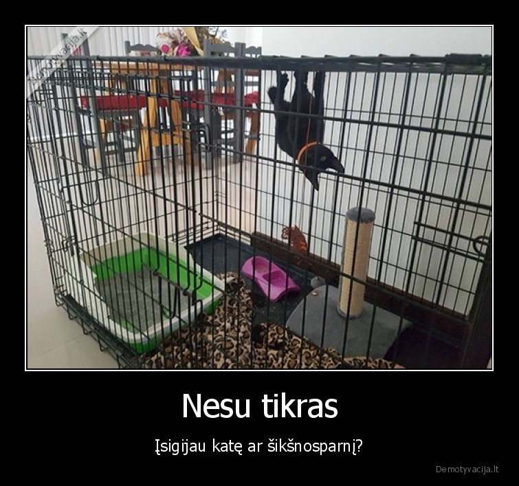 kate,narvas